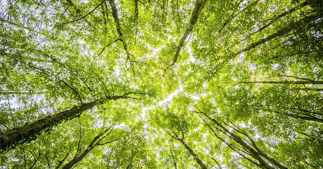 UAE Unveils Comprehensive Sustainability Strategy with Ambitious Economic and Environmental Goals
